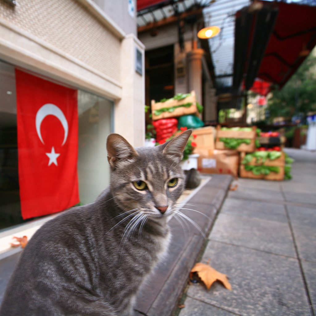 استانبول گردی - غذادادن به گربه های استانبول