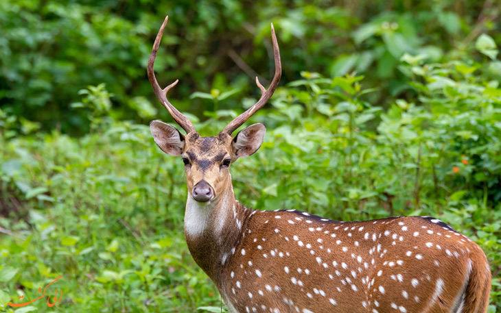 پارک ملی سانداربنس | از محبوب‌ترین جاهای دیدنی هند برای علاقه‌مندان به حیات وحش 